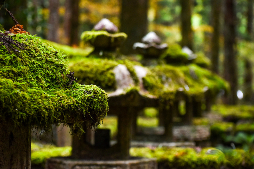 高野山金剛峯寺_見どころ_奥の院_苔と灯籠