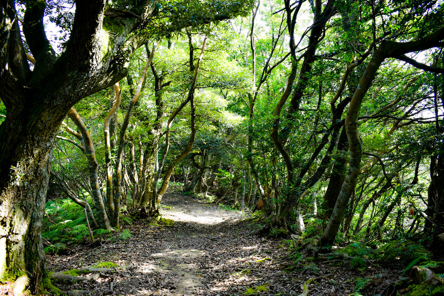 城崎温泉の観光情報_見どころ_城崎ロープウェイ_トレッキング