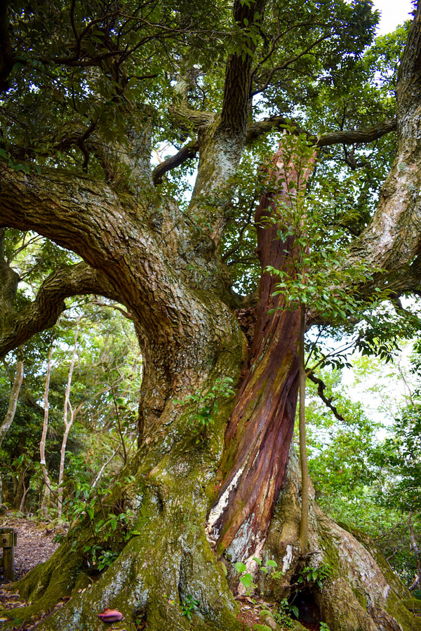 城崎温泉の観光情報_見どころ_城崎ロープウェイ_和合の樹