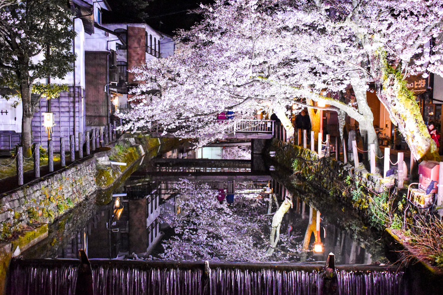 城崎温泉の観光情報_見どころ_春の夜桜