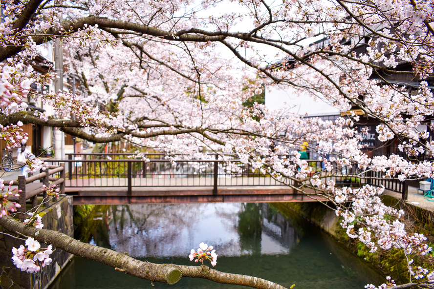 城崎温泉の観光情報_見どころ_春の桜並木