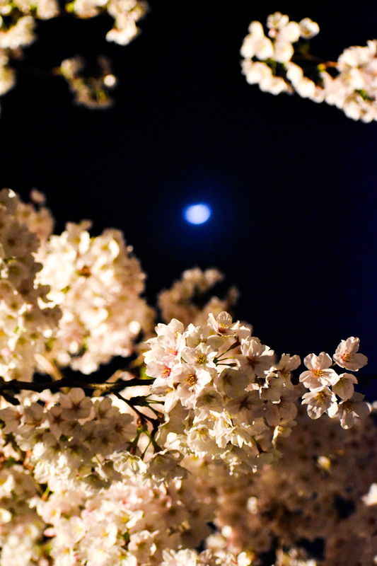 清水寺観光の見どころ_成就院庭園の歴史と見どころ_月と夜桜