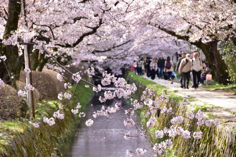 春の京都の桜観光_オススメの名所15選_哲学の道