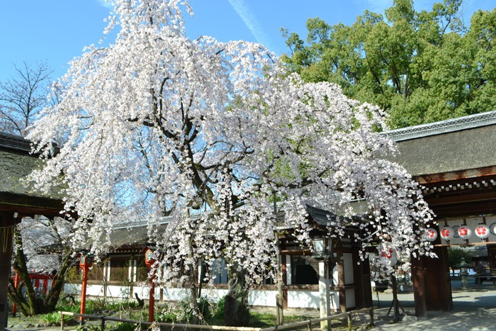 春の京都の桜観光_オススメの名所15選_平野神社_魁