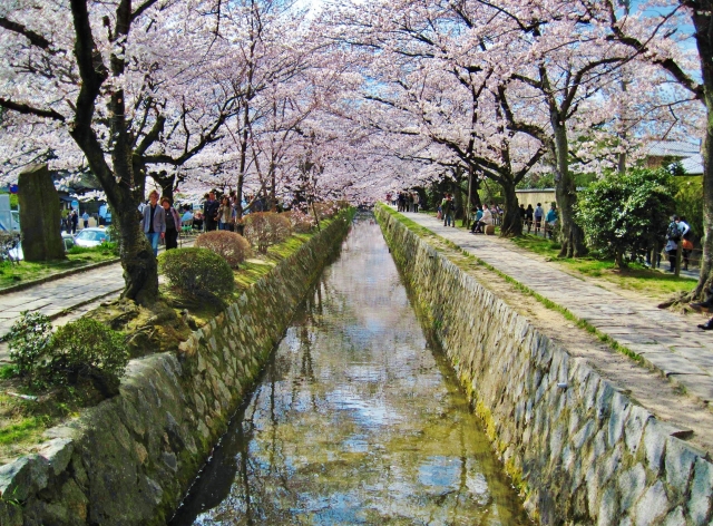 春の京都の桜観光_オススメの名所15選_哲学の道_アクセス・料金・時間