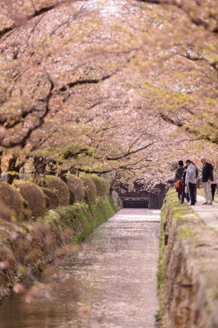春の京都の桜観光_オススメの名所15選_哲学の道_開花情報と満開予想日