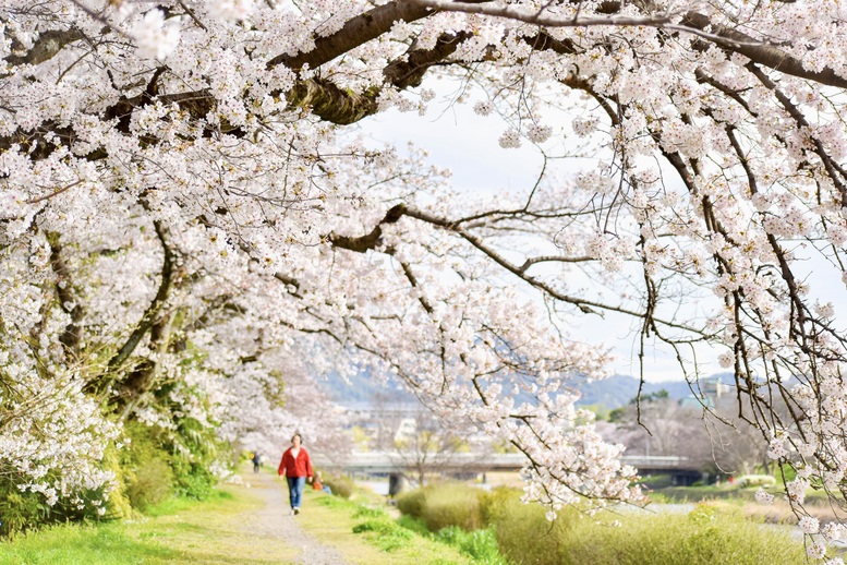 春の京都の桜観光_オススメの名所15選_鴨川（賀茂川）