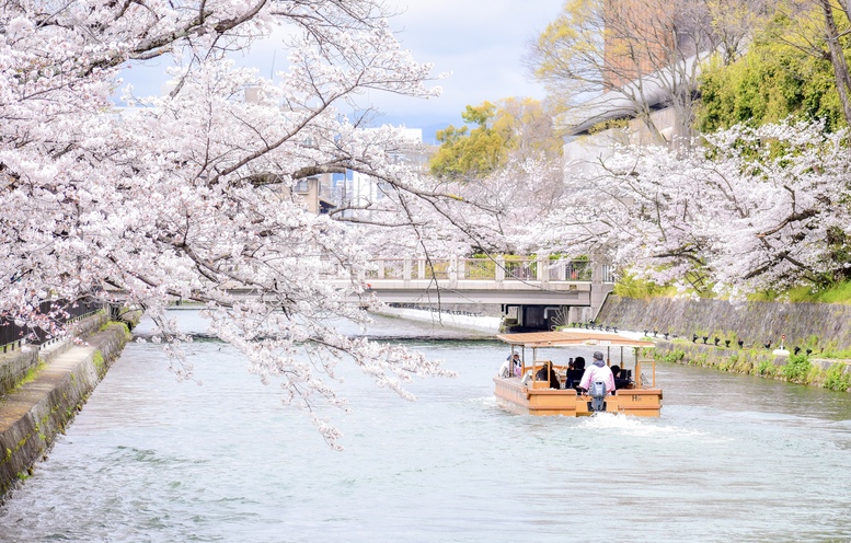 春の京都の桜観光_オススメの名所15選_岡崎疏水と十石舟めぐり