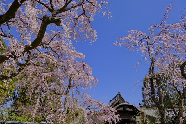 春の京都の桜観光_オススメの名所15選_醍醐寺