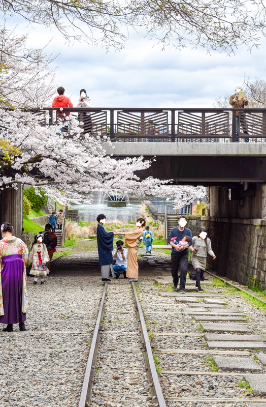 蹴上インクライン_オススメの撮影方法_線路と桜と着物でインスタ映え_京都の春観光