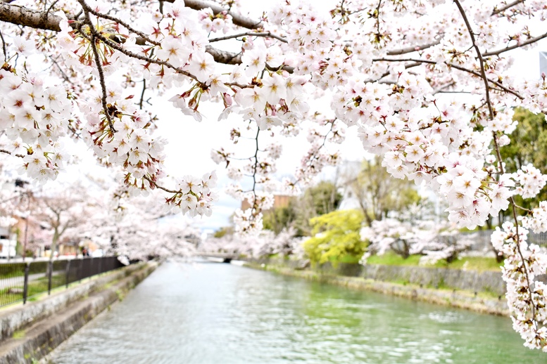 春の京都の桜観光_オススメの名所15選_岡崎疏水