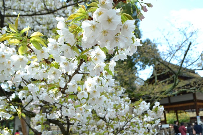 春の京都の桜観光_オススメの名所15選_平野神社_平野寝覚