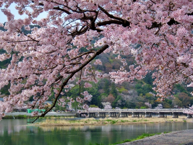 春の京都の桜観光_オススメの名所15選_渡月橋と嵐山の花見