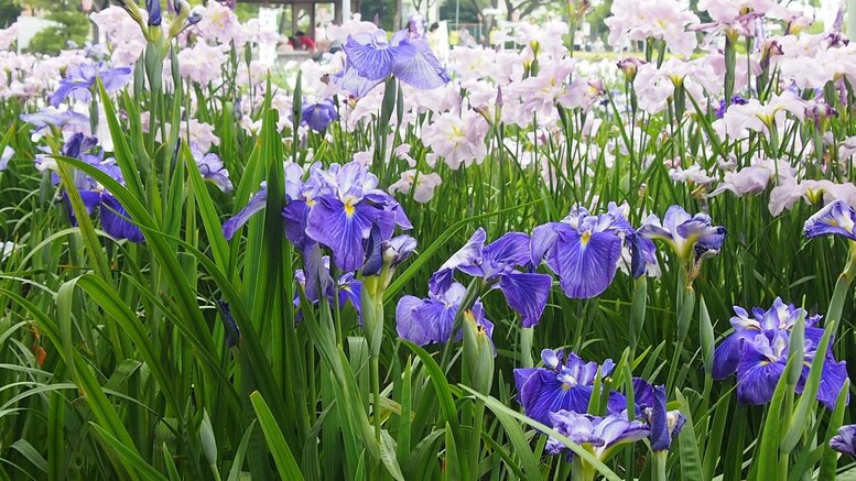 あやめ・杜若・花菖蒲の見分け方_咲いている時期・開花・見頃