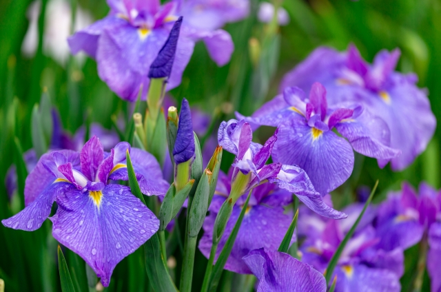 あやめ・杜若・花菖蒲の見分け方_咲いている場所_乾燥・水辺