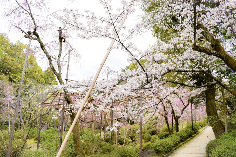 春の京都の桜観光_オススメの名所15選_平安神宮_拝観時間・料金・アクセス