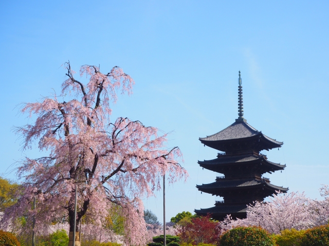 春の京都の桜観光_オススメの名所15選_東寺_桜と五重塔