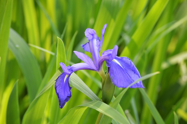 あやめ・杜若・花菖蒲の見分け方_花びらの付け根_白い筋模様_燕子花