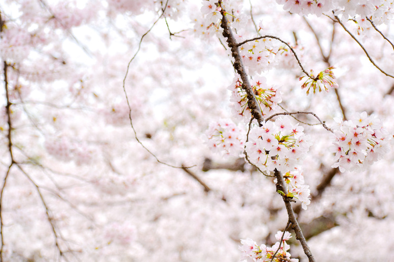 春の京都の桜観光_オススメの名所15選_二条城_桜の開花と満開の予想情報