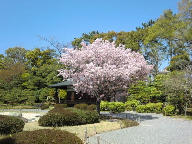 春の京都の桜観光_オススメの名所15選_二条城の開花時期予想