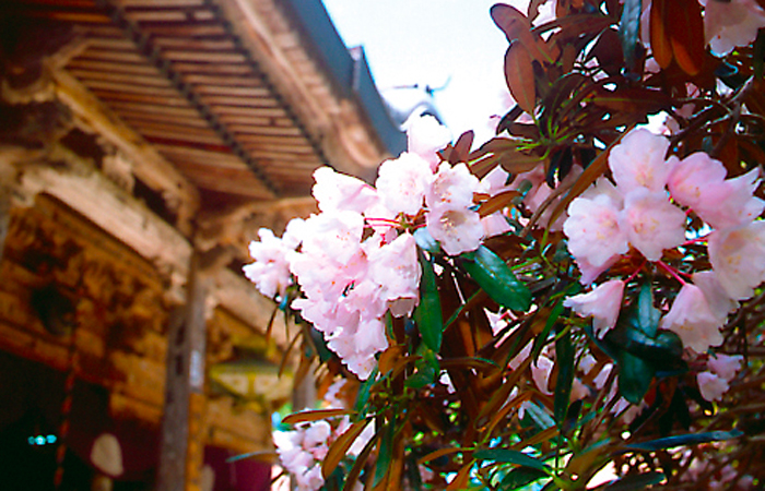 季節の成相寺_春の見どころ_シャクナゲ