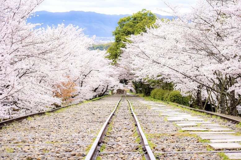 春の京都の桜観光_オススメの名所15選_蹴上インクライン_桜の開花時期と見頃_アクセス