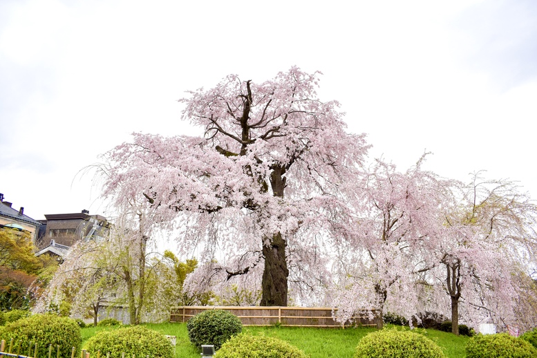 春の京都の桜観光_オススメの名所15選_円山公園_祇園しだれ