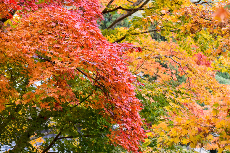 成相寺の観光案内｜天橋立随一の紅葉の名所！美のパワースポット