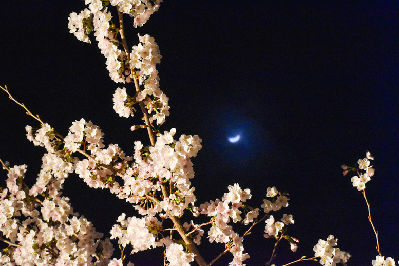 清水寺の見どころ_夜間ライトアップ_開催日時_月と夜桜