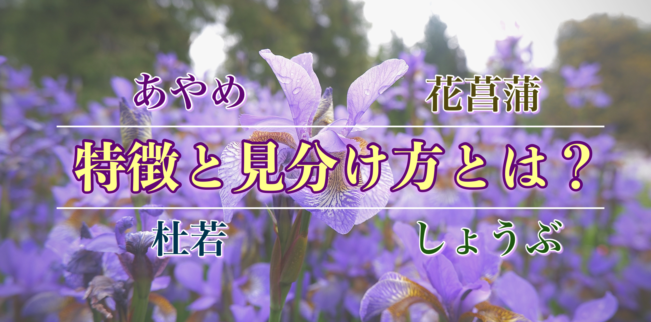 あやめ・杜若（かきつばた）・花菖蒲・しょうぶの違い｜特徴は？どう見分ける？