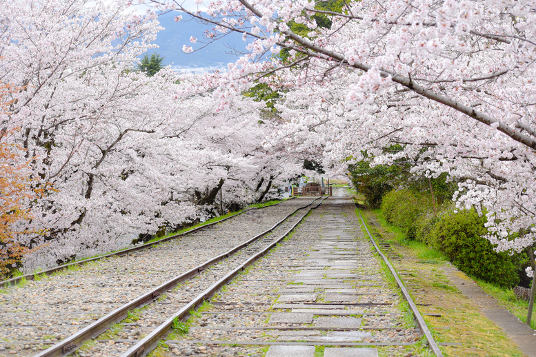 蹴上インクライン_インスタ映えなフォトスポット_京都の春の桜観光