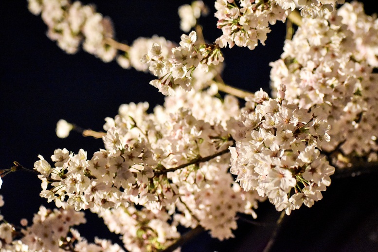 春の京都の桜観光_オススメの名所15選_醍醐寺_夜桜ライトアップとアクセス