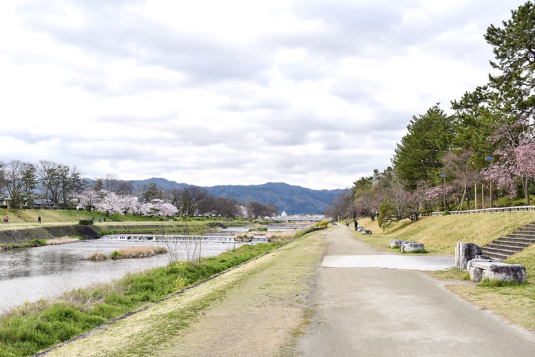 春の京都の桜観光_オススメの名所15選_賀茂川_半木の道