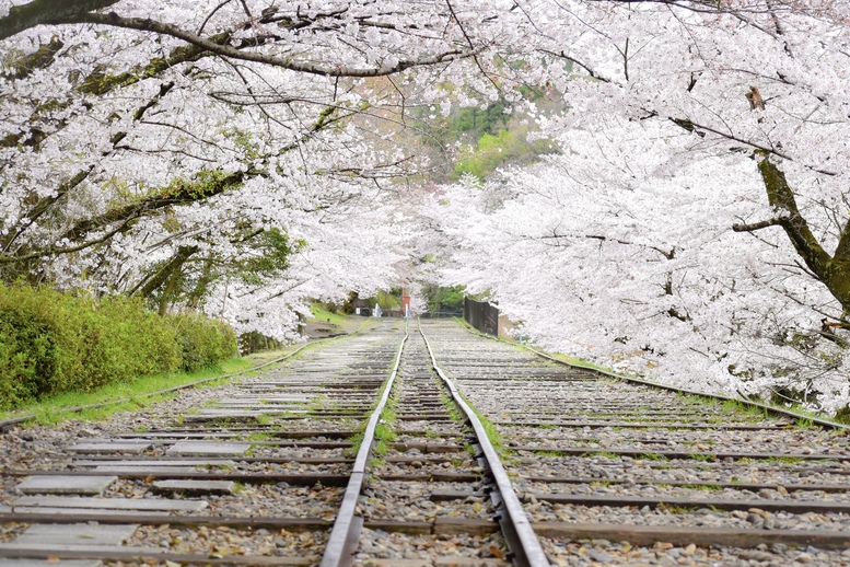 蹴上インクラインの歴史_京都の春の桜観光