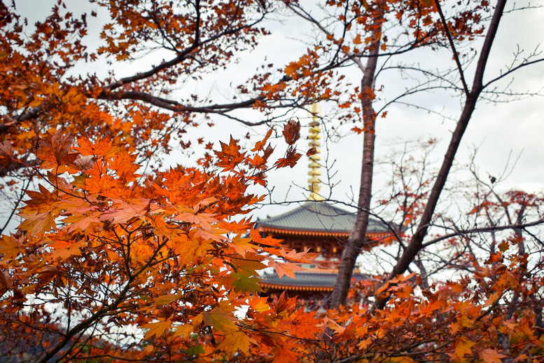 成相寺の観光の見どころ_秋の紅葉_見頃とライトアップ