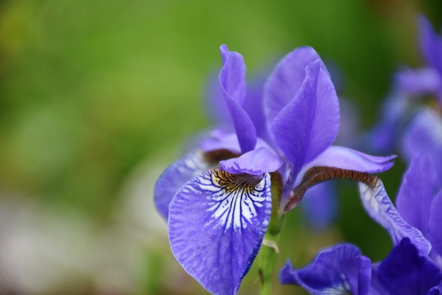 あやめ・杜若・花菖蒲の見分け方_花びらの付け根_網目模様_文目・綾目