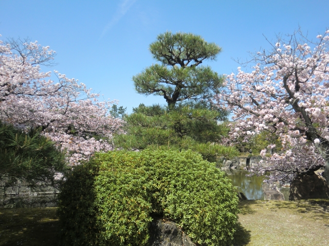 春の京都の桜観光_オススメの名所15選_二条城の庭園の桜