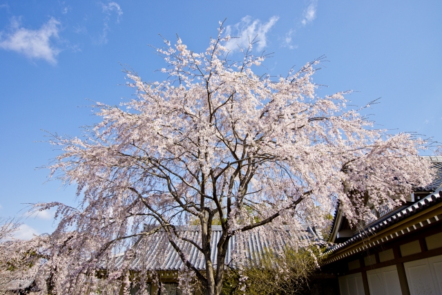 春の京都の桜観光_オススメの名所15選_醍醐寺のライトアップ