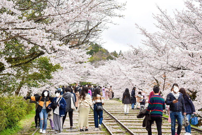 蹴上インクライン_オススメの撮影場所_京都の春の桜観光