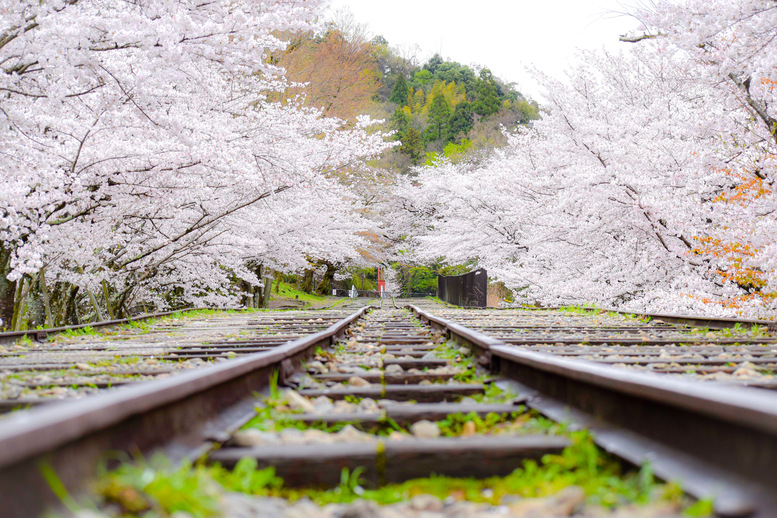 蹴上インクライン_インスタ映え_オススメの撮影スポット_京都の春の桜観光