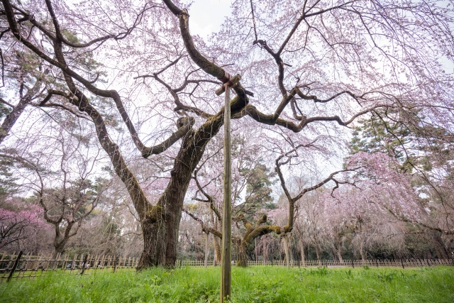 春の京都の桜観光_オススメの名所15選_京都御所_近衛邸跡