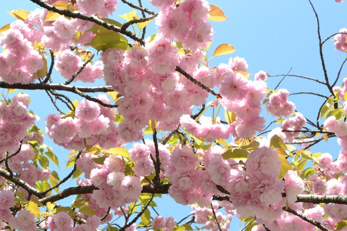 春の京都の桜観光_オススメの名所15選_平野神社_平野妹背