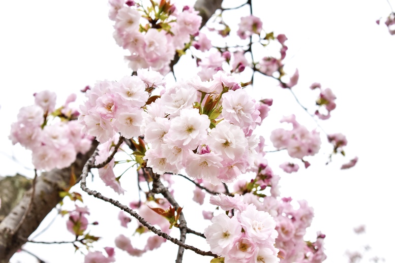 春の京都の桜観光_オススメの名所15選_京都御所_桜の時期の拝観時間