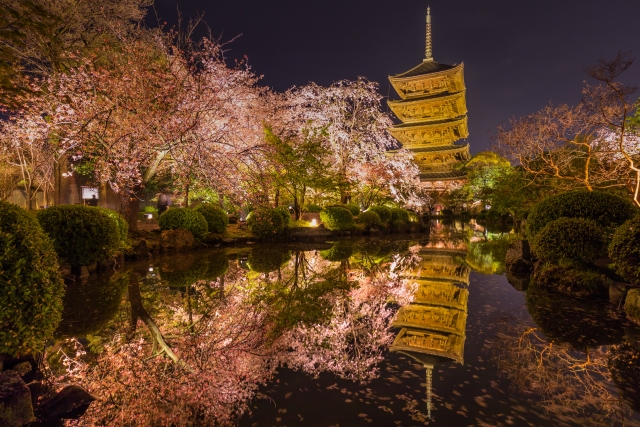 春の京都の桜観光_オススメの名所15選_東寺_ライトアップ夜桜