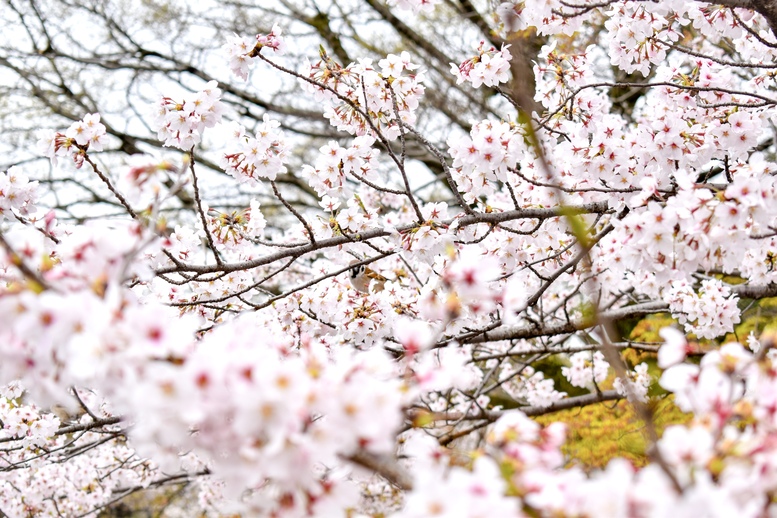春の京都の桜観光_オススメの名所15選