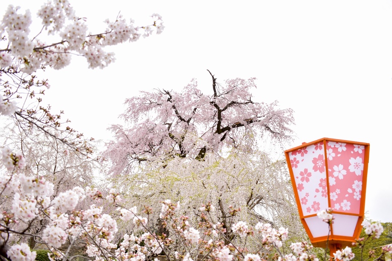 春の京都の桜観光_オススメの名所15選_円山公園_祇園の夜桜_アクセス