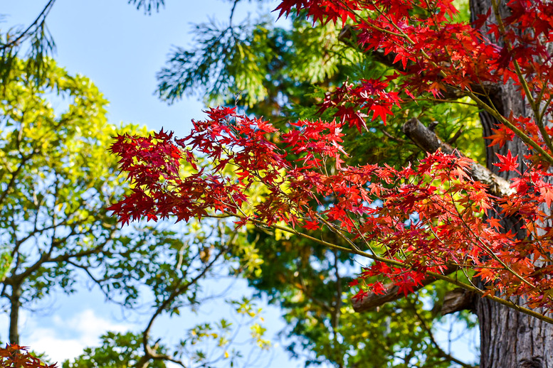 天橋立観光の見どころ_智恩寺・文殊堂_学業成就のパワースポット_紅葉