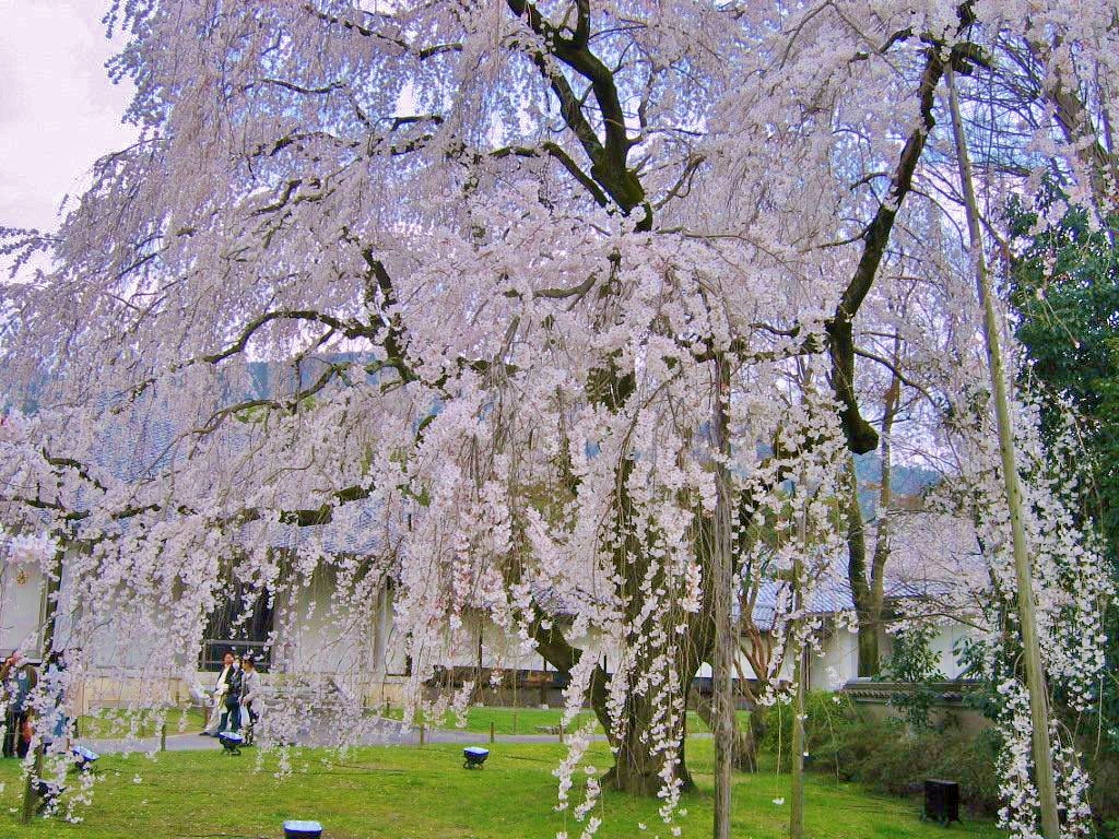 春の京都の桜観光_オススメの名所15選_醍醐寺の開花情報