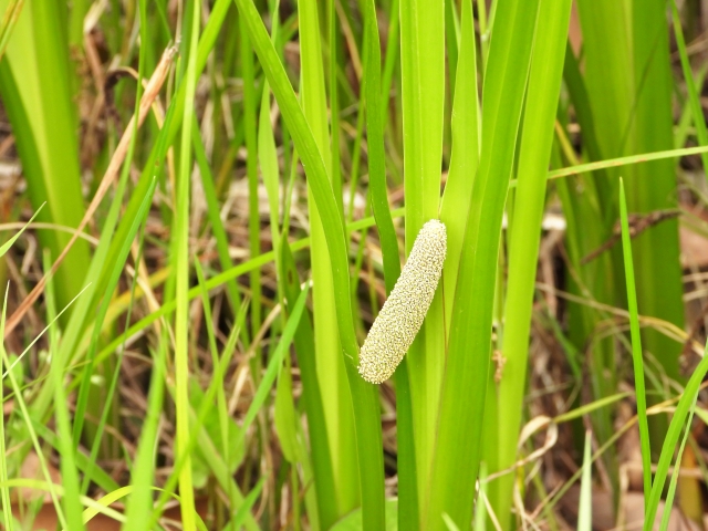 しょうぶ（菖蒲）の特徴