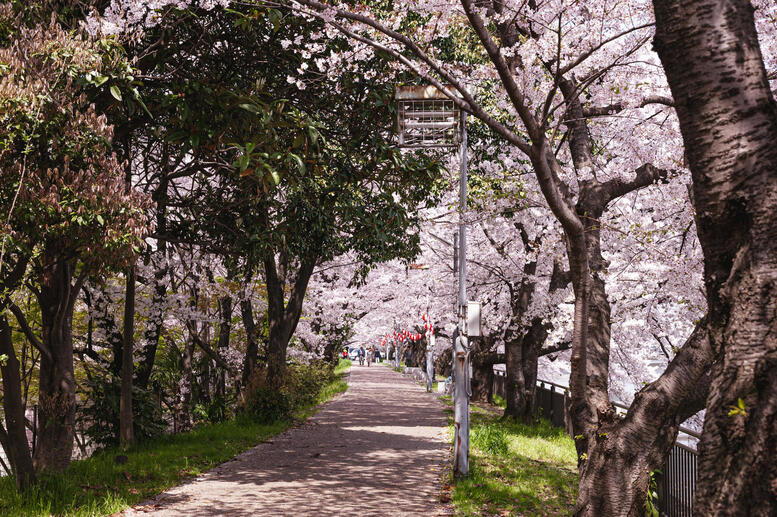 春の京都の桜観光_オススメの名所15選_鴨川_花の回廊